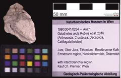 Foto (Objekt + Etiketten) von Galatheites aiola (Robins et al., 2016) (NHMW-GEO-1990-0041-0284)